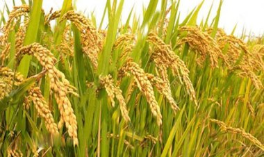 আউশের উৎপাদন বাড়াতে ৬৪ কোটি টাকার প্রণোদনা