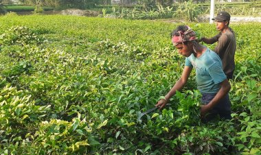 উত্তরাঞ্চলে চা উৎপাদনে রেকর্ড হলেও বাড়েনি কাঁচা চা পাতার দাম