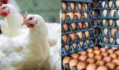 ডিম ও মুরগির বাজারে ফের কারসাজি