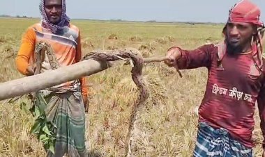  ধানক্ষেতে পাওয়া গেলো রাসেল ভাইপার, পিটিয়ে হত্যা