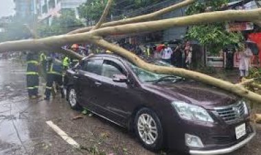 রাজধানীতে প্রাইভেটকারের ওপর ভেঙে পড়ল গাছ