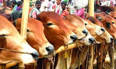 সারা দেশে পশুর হাট বসবে ৪৪০৭টি: স্বরাষ্ট্রমন্ত্রী