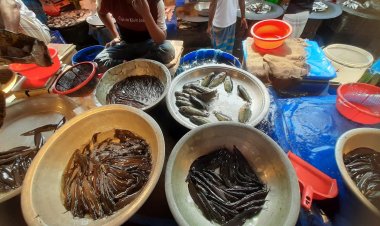 মাছ বাজারে অসহায় মধ্যবিত্ত, নিম্নবিত্তের নাগালের বাইরে দাম