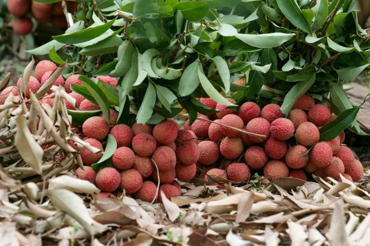 লিচু খাওয়ার উপকারিতা জেনে নিন