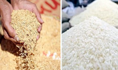 ধানের জাতের নামে চালের নাম দিতে হবে, বিধিমালা জারি