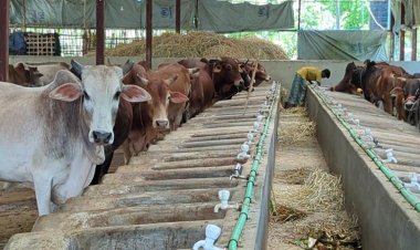 রাতের আঁধারে বেনজীরের খামার থেকে ৩৬ গরু উধাও