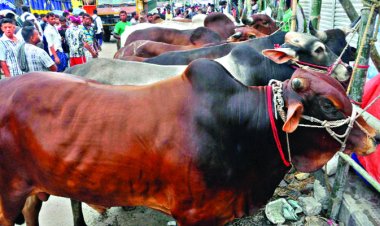 গরু-ছাগলে ভরে গেছে হাট, জমেনি বিক্রি
