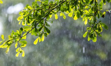 তিন বিভাগে অতি ভারী বৃষ্টির আভাস