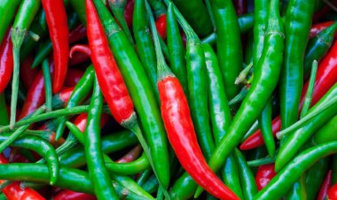 কাঁচা মরিচ ৪০০ টাকা কেজি, দিশেহারা ক্রেতা