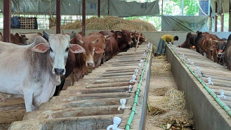 রাতের আঁধারে বেনজীরের খামার থেকে ৩৬ গরু উধাও