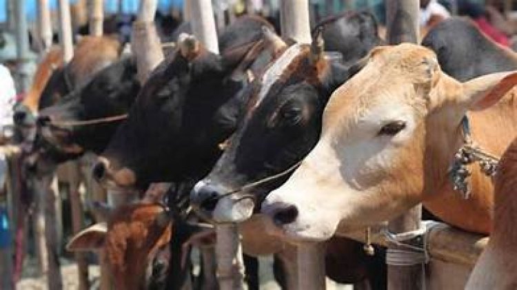 নেই বেচাকেনা, পশু নিয়ে ক্রেতাদের অপেক্ষায় বিক্রেতারা