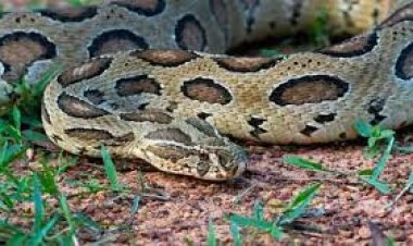 থমকে গেছে পদ্মা পাড়ের জনজীবন