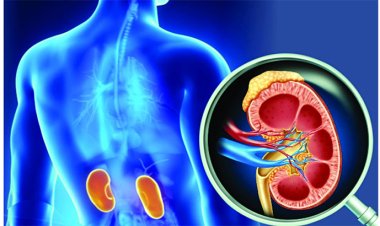 ৮ খাবারে কিডনি থাকবে সুস্থ 