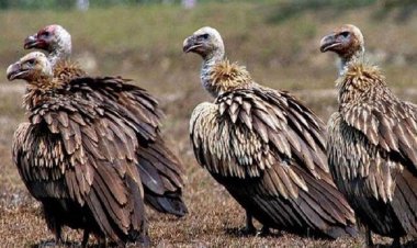 ভারতে শকুন কমে যাওয়ায় ৫ লাখ মানুষের মৃত্যু