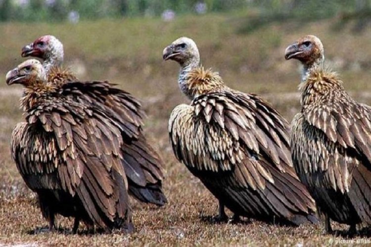 ভারতে শকুন কমে যাওয়ায় ৫ লাখ মানুষের মৃত্যু