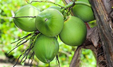 ডায়াবেটিস হলে ডাবের পানি খেতে পারবেন?