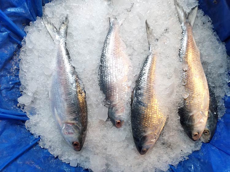 ছুটির দিনে বাজারে ইলিশের দাম সামান্য কম