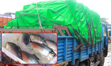 প্রথম চালানে ভারতে গেলো ১২ টন ইলিশ