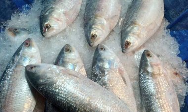 ইলিশের কেজি ৭০০ টাকা নির্ধারণ করতে লিগ্যাল নোটিশ