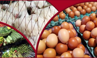  ডিমের ডজন ১৮০, স্বস্তি নেই সবজিতেও   