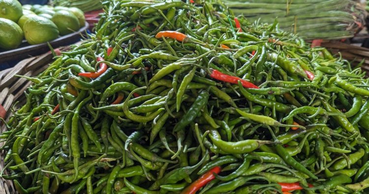 ৪০০ টাকা ছাড়ালো কাঁচা মরিচের দাম