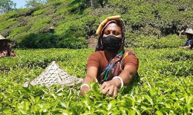 দেশে বেড়েছে চায়ের উৎপাদন, রপ্তানিতে নেই সুখবর