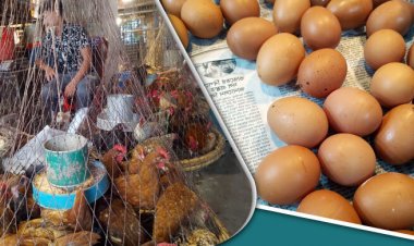  ডিমে ‘মেসেজ সিন্ডিকেট’, বছরে ৩৬৫০ কোটি টাকা মধ্যস্বত্বভোগীর পকেটে