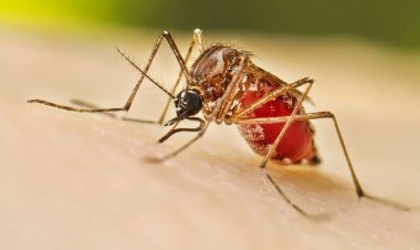 ডেঙ্গুতে আরও ৪ জনের মৃত্যু