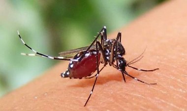 ডেঙ্গুতে আরও ৫ মৃত্যু