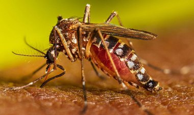 ডেঙ্গুতে আরও ৫ জনের মৃত্যু