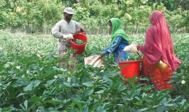৪৮ কেজি পণ্য দিলে ৪০ কেজির দাম পান কৃষক!