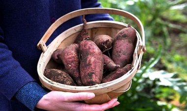 মিষ্টি আলুর যতগুণ