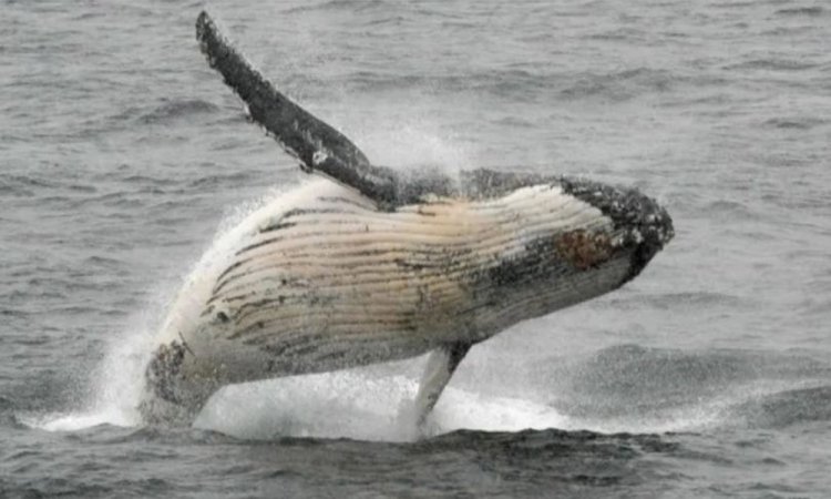 তিমির মুখের ভেতর থেকে বেঁচে ফেরার অভিজ্ঞতা জানালেন যুবক