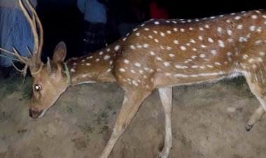 লোকালয়ে হরিণকে কুকুরের তাড়া, উদ্ধার করল গ্রামবাসী