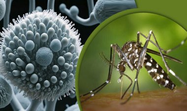 দেশে জিকা ভাইরাসের প্রথম ক্লাস্টার শনাক্ত, আক্রান্ত ৫