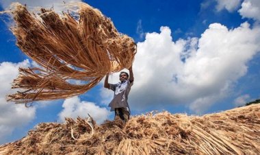  জাতীয় পাট দিবস আজ