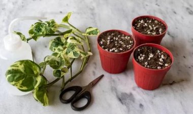 ঘরে গাছ রাখলেই মরে যাচ্ছে? জেনে নিন গাছের যত্নে কী করণীয়