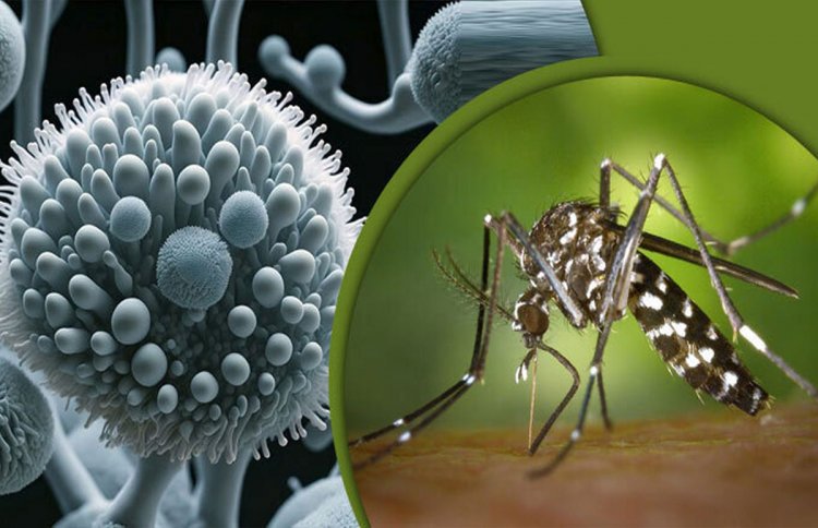 দেশে জিকা ভাইরাসের প্রথম ক্লাস্টার শনাক্ত, আক্রান্ত ৫