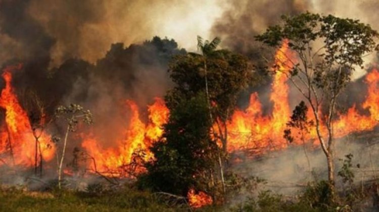 সুন্দরবনে আগুন