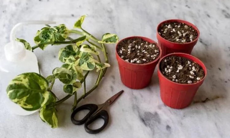 ঘরে গাছ রাখলেই মরে যাচ্ছে? জেনে নিন গাছের যত্নে কী করণীয়