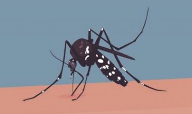 ৪৭ দিন পর ডেঙ্গুতে একজনের মৃত্যু, হাসপাতালে ১০