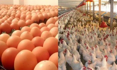 ১০ শর্তে ডিম ও মুরগি উৎপাদন বন্ধের ঘোষণা প্রত্যাহার খামারিদের