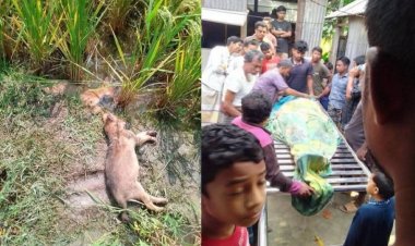 শিয়াল মারতে নিজের বানানো ফাঁদেই প্রাণ গেল বৃ‌দ্ধের