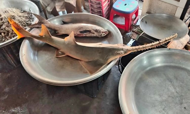 মহাবিপন্ন করাত হাঙর বিক্রি, কেজি ২৫০০ টাকায়