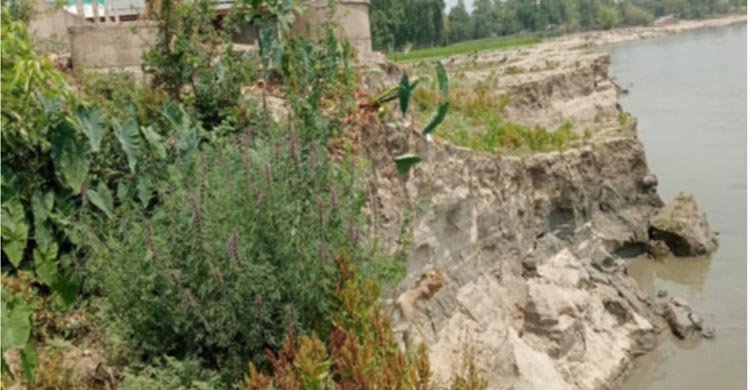শুকনো মৌসুমেও ব্রহ্মপুত্রে ভাঙন, বিলীন হচ্ছে ফসলি জমি-বসতভিটা