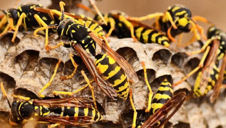 ভিমরুলের কামড়ে স্বামীর মৃত্যু, স্ত্রী-সন্তান আইসিইউতে