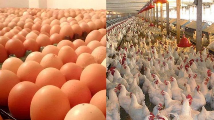 ১০ শর্তে ডিম ও মুরগি উৎপাদন বন্ধের ঘোষণা প্রত্যাহার খামারিদের