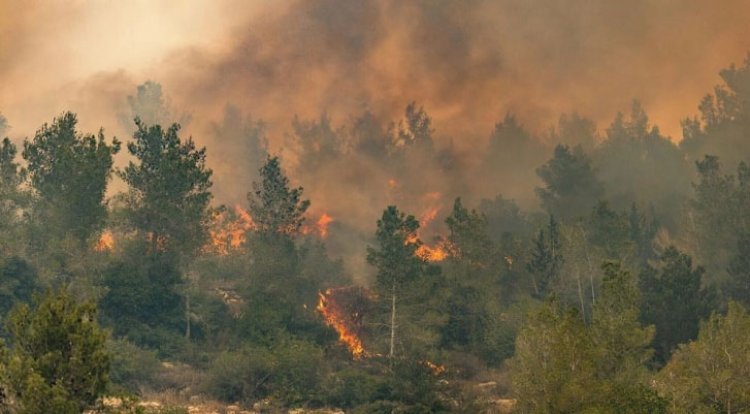 দাবানলে পুড়ছে ইসরায়েল, জেরুজালেমে যাওয়ার রাস্তা বন্ধ