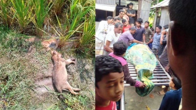 শিয়াল মারতে নিজের বানানো ফাঁদেই প্রাণ গেল বৃ‌দ্ধের
