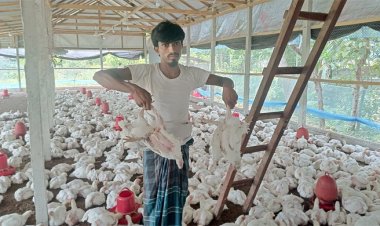 তীব্র গরমে হিটস্ট্রোকে মারা যাচ্ছে খামারের শত শত মুরগি